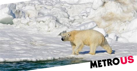 Alaska Polar Bear Attacks And Kills Woman And Boy In Remote Village