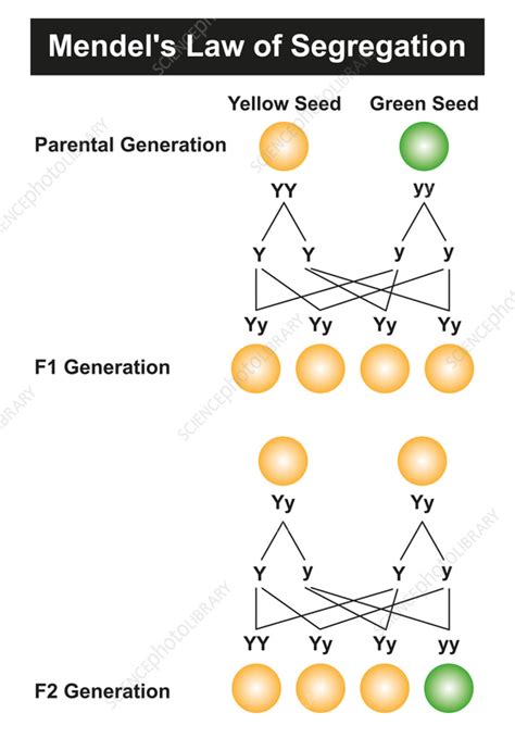 Mendel S Law Of Segregation Illustration Stock Image F038 1041