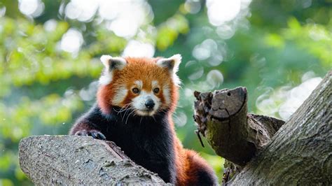 Download Wallpaper 2048x1152 Red Panda Cute Panda Tree Ultrawide