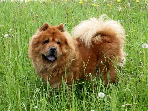 Description of the chow chow. Chow-chow - Raça de Cão - Animais - InfoEscola