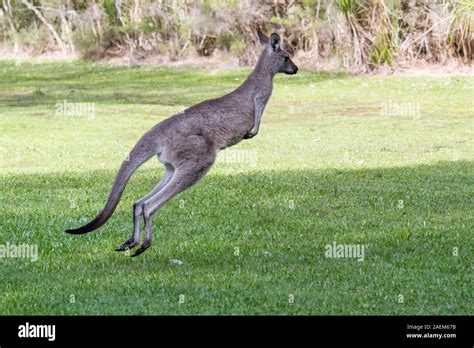 Eastern Grey Kangaroo Hopping Away Stock Photo Alamy