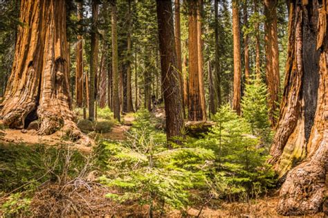 The area around the tent cabins is not lighted well, i would recommend arriving before dark to make getting to your room easier. The Best Camping in Sequoia National Park - Beyond The Tent