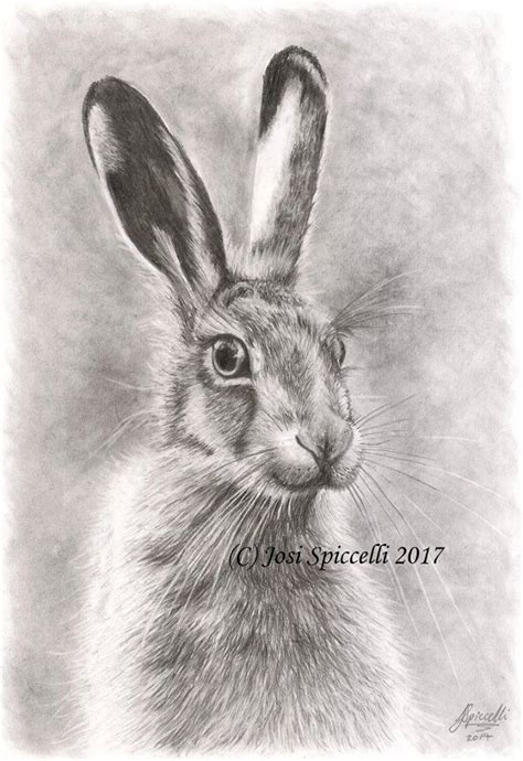 Hare Drawing Artwork Drawing Artwork Animal Drawings Hare Drawing