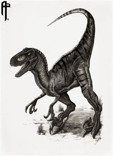 Image Result For Velociraptor Art Dinosaur Tattoos Velociraptor Art