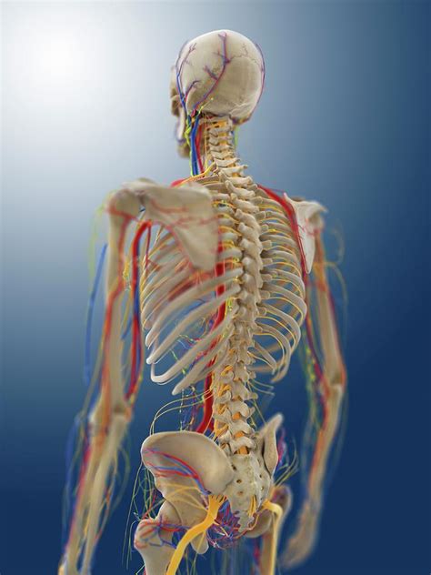 Human Anatomy Photograph By Springer Medizin Science Photo Library Fine Art America