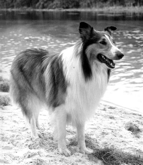 Did Lassie Love Her Job The Science Dog