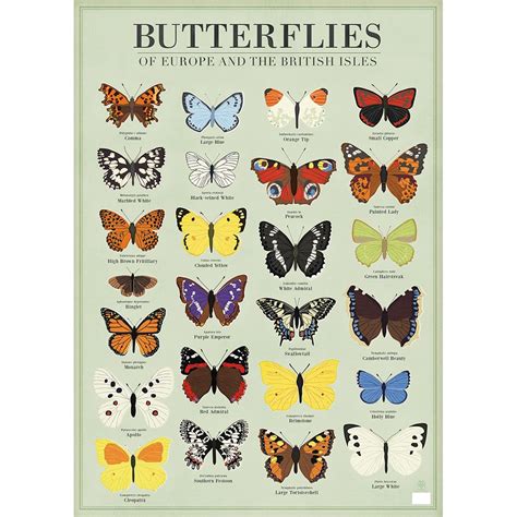 5 Sheets Of Butterflies Wrapping Paper Butterfly Poster Butterflies