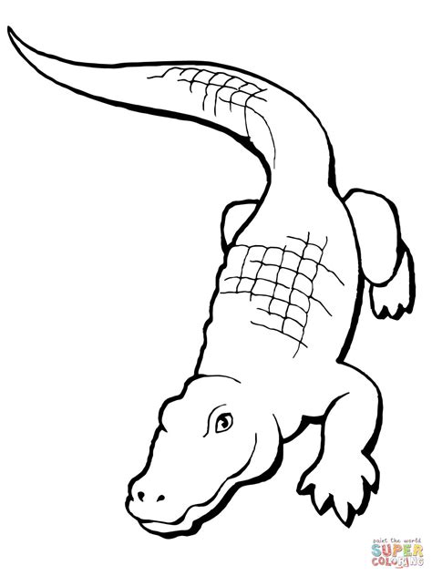 Realistic Alligator Coloring Page Free Printable Coloring Pages