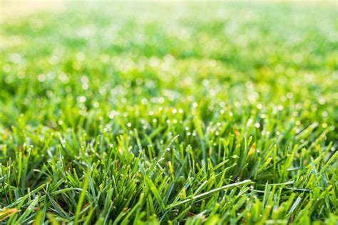 Which Types Of Grass Are Best For Your Lawn A Guide For Uk Gardeners