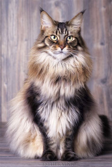 Beautiful Maine Coon Cat What Are The 5 Largest Domestic