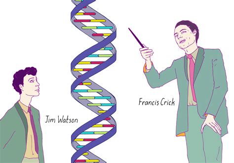 Structure Of Dna Watson And Crick Model