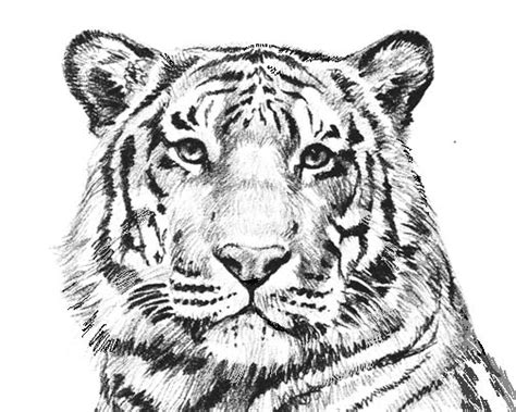 You can turn into a coloring page any drawing, image or photo (that you found on the internet or that you have drawn and scanned). Fun With Lion Coloring Pages