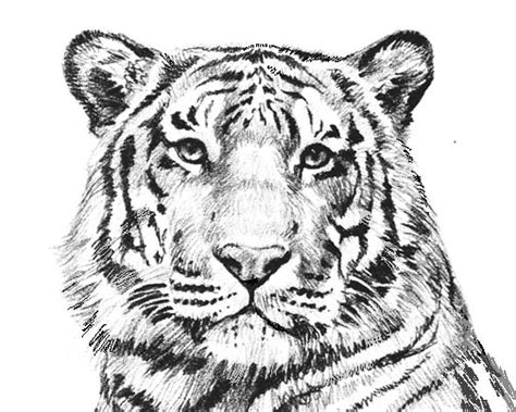 4 and 6 year olds love the comic books like dog man and read them on their own. Fun With Lion Coloring Pages