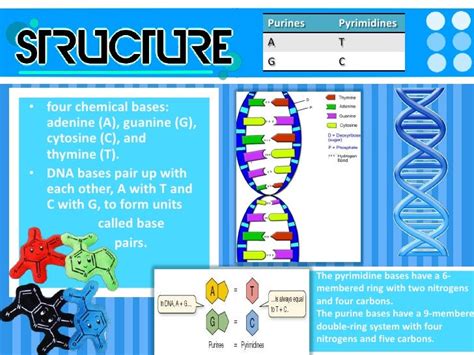 Dna Structure And Function