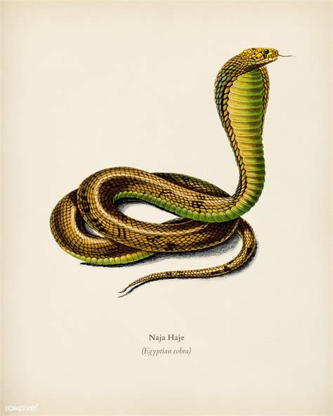 Download Premium Image Of Egyptian Cobra Naja Hoje Illustrated By