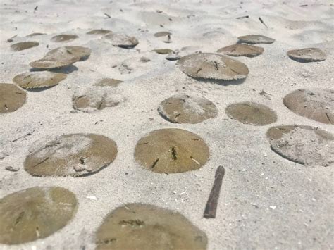 How To Find A Sand Dollar At Myrtle Beach Dollar Poster