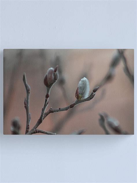 Pussy Willow Canvas Print By Backyardwonders Redbubble