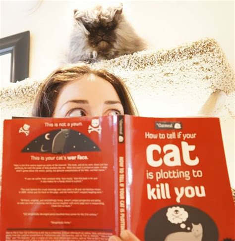 How To Tell If Your Cats Secretly Planning To Kill You Bored Panda