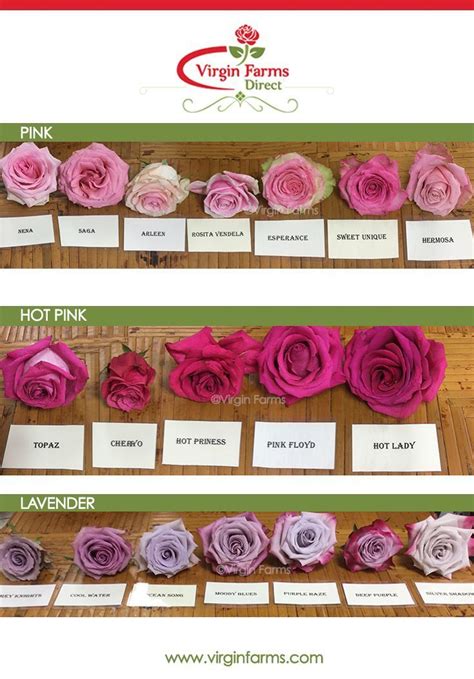 Good Free Hot Pink Roses Concepts Bouquets Will Be The Best Method To