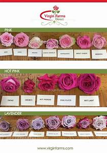 Good Free Pink Roses Concepts Bouquets Will Be The Best Method To
