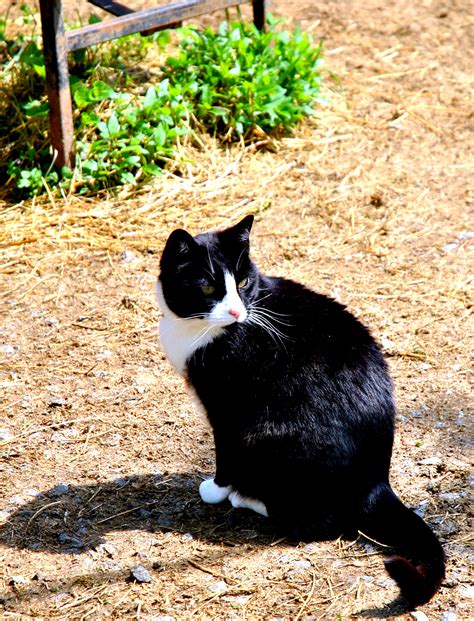 Farm Cat Chestercountyramblings