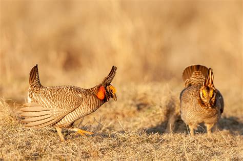 Federal Wildlife Officials List Lesser Prairie Chicken As Threatened In Kansas • Kansas Reflector