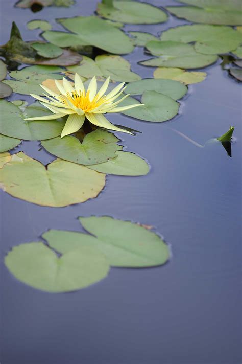Free Photo Yellow Water Lily Bloom Flower Green Free Download