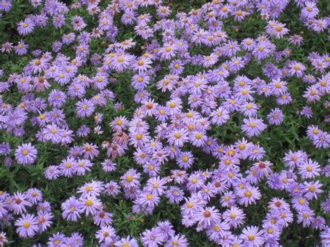 Purple Asters On The Beautiful Flower Field Free Image Download