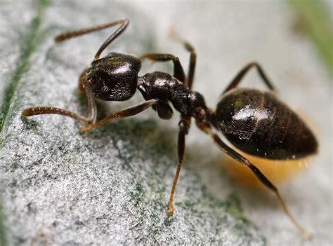 4k Ants Wallpapers High Quality Download Free