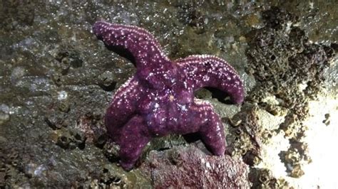 Sea Star Wasting Disease Among Worst Wildlife Die Offs Say Scientists