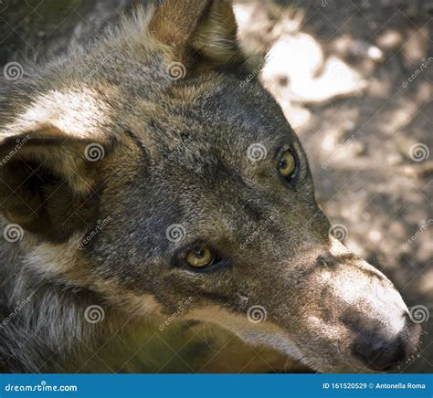 Wolf Portrait In The Forest Stock Image Image Of Animal Snout 161520529