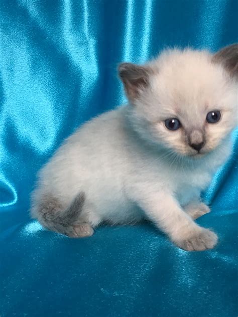 white kittens for adoption useful tips to buy adorable white kittens jack is a healthy