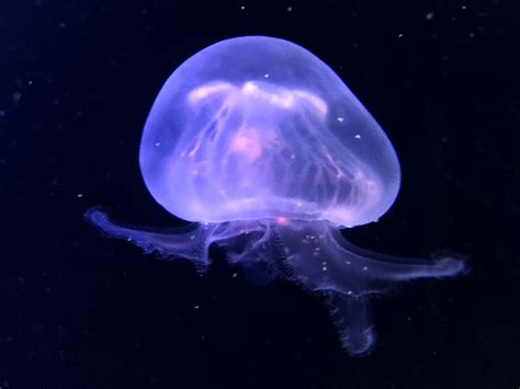 Bioluminescent Jellyfish Gif