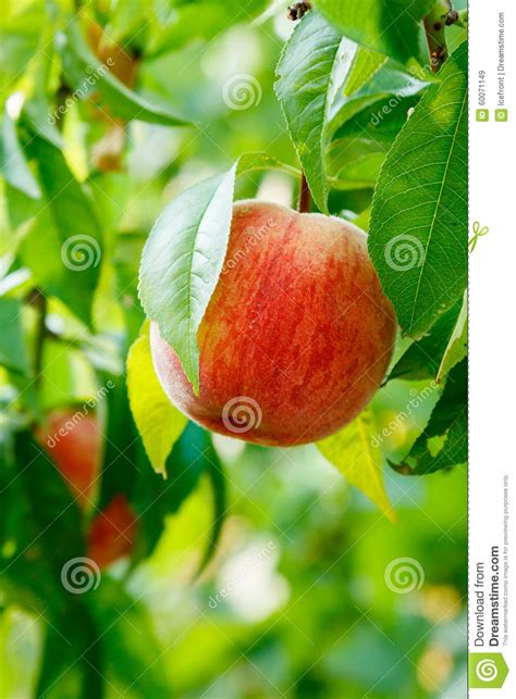 Ripe Peach Fruit On Tree Stock Image Image Of Freshness 60071149