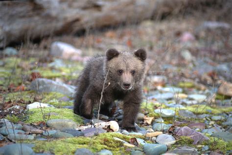 Bear Cub Pictures The Meta Pictures