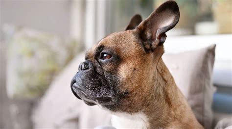 Brachycephalic Dogs List Of 19 Flat Faced Breeds Love Your Dog