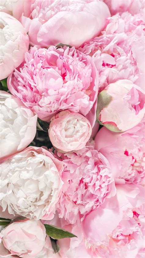 Find over 100+ of the best free peony images. Peony Flower HD Mobile Wallpapers - Wallpaper Cave