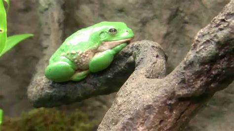 Mexican Dumpy Tree Frogs Colorful Rainforest Frogs Youtube