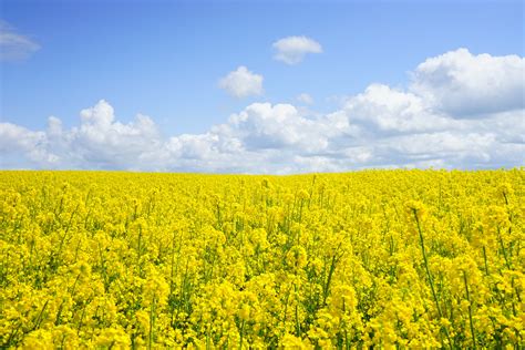 Yellow Flower Field Under Blue Cloudy Sky During Daytime · Free Stock Photo