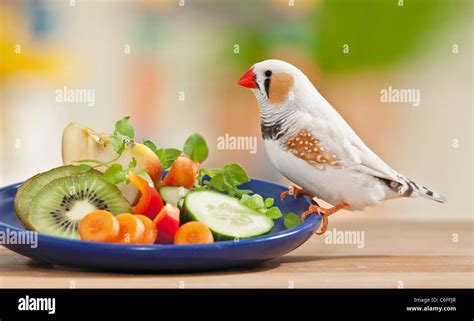 Zebra Finch At Plate With Food Stock Photo Alamy