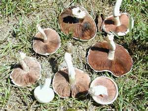 Ohio Mushrooms Photos