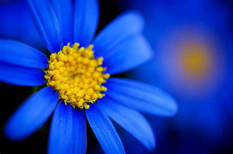 Find the best flower desktop backgrounds on getwallpapers. macro, Flowers, Blue Flowers Wallpapers HD / Desktop and ...