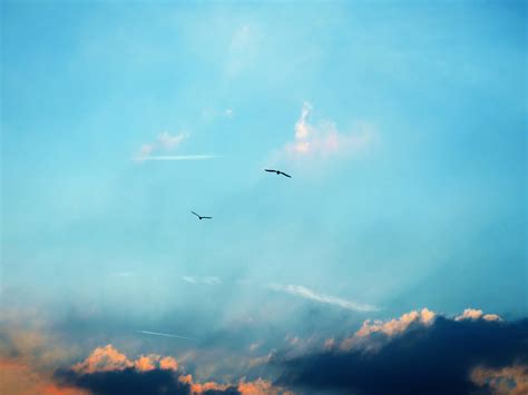 Free Images Sea Horizon Bird Wing Cloud Sky Sunlight Flying