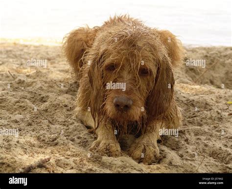 Dogsandssandstrand Nasser Hundbegossener Pudel Stock Photo Alamy