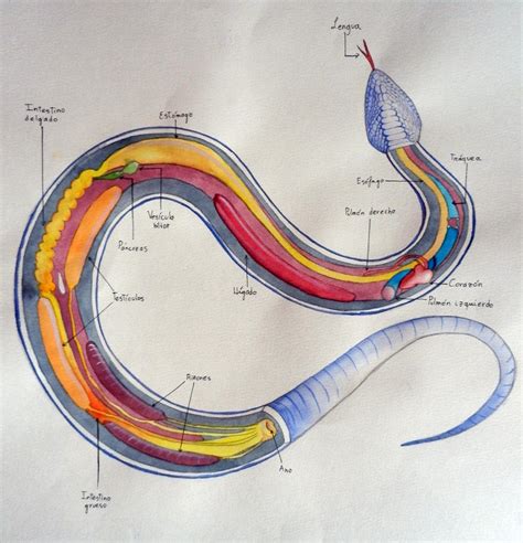 Snake Organs Anatomy Study By Erobertix On Deviantart