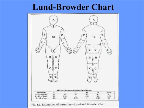 Lund And Browder Chart Explained A Visual Reference Of Charts Chart