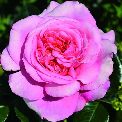 Bush Rose Timeless Pink Roses Tates