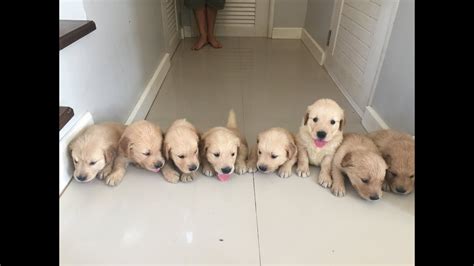 Golden Retriever Puppies Newborn To 12 Weeks Time Lapse