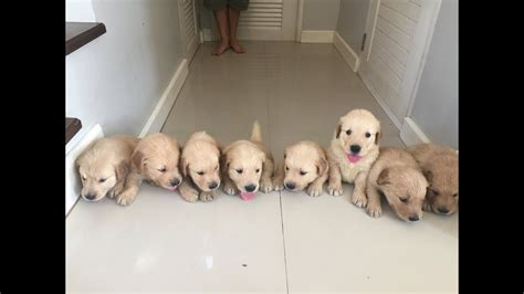 Reserve early, so you do not miss out on a perfect puppy! Golden Retriever Puppies Newborn to 12 weeks time-lapse ...