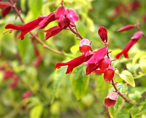 Check spelling or type a new query. The Gardens of Petersonville: Red Salvia in the Fall